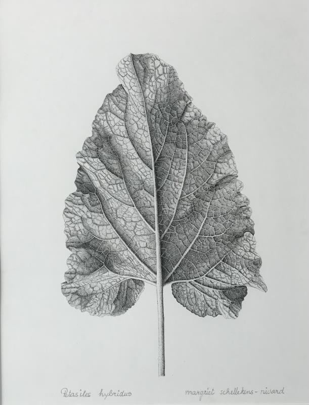 Petasites hybridus